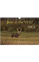 Deer in the Wild Sika 2017: Wild Sika Deer Photographed in Their Natural Surroundings(Calvendo Nature)