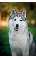 Siberian Husky Notebook & Journal. Productivity Work Planner & Idea Notepad: Brainstorm Thoughts, Self Discovery, to Do List