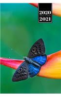 Butterfly Butterflies Insect Week Planner Weekly Organizer Calendar 2020 / 2021 - Blue Winged Eurybia: Cute Wildlife Animal Pet Bullet Journal Notebook Diary in 6" x 9" Inch Pocket Size