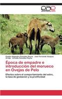 Época de empadre e introducción del morueco en Ovejas de Pelo