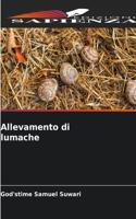 Allevamento di lumache