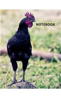 College Ruled Notebook: Laying Hen Colorful Composition Book Daily Journal Notepad Diary for Researching Chicken Coop For Sale Near Me