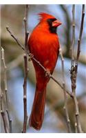 Red Cardinal Bird Journal: 150 Page Lined Notebook/Diary