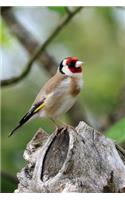 Charming Goldfinch Songbird in the Garden Journal