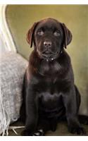 Such an Adorable Chocolate Lab Puppy Dog Pet Journal