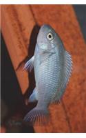 Maylandia Callainos Cobalt African Cichlid Journal