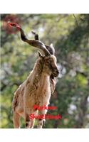 Markhor Sketchbook
