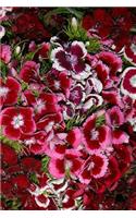 2019 Weekly Planner Flowers Pretty Pink Dianthus 134 Pages: (Notebook, Diary, Blank Book)(2019 Planners Calendars Organizers Datebooks Appointment Books Agendas)