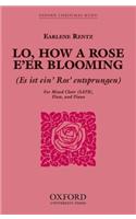 Lo, How a Rose E'Er Blooming