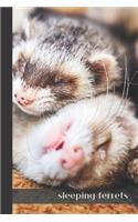 sleeping ferrets