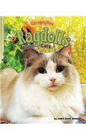 Ragdolls