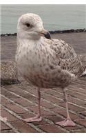 An Adorable Baby Seagull Chick Out For a Stroll Journal: 150 Page Lined Notebook/Diary