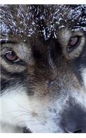 Cool Husky Sled Dog Up Close Pet Journal: 150 Page Lined Notebook/Diary