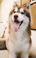 My Faithful Companion Dog Journal
