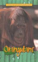 Orangutans