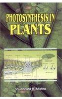 Photosynthesis in Plants