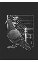 Pigeon With Electric Wire