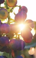 Wein Tasting Buch