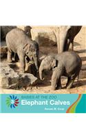 Elephant Calves
