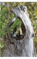 Tree Stump in the Forest Journal