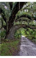Spanish Moss On an Old Oak Tree Nature Journal