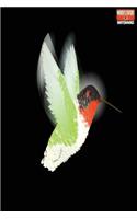 Write Here Notebooks: Hummingbird Journal / Notebook Lined Paper 150 Pages 6"x9" Composition Book Flying Hummingbird