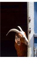 Cute Goat Peeking Out the Blue Barn Door Journal: 150 Page Lined Notebook/Diary