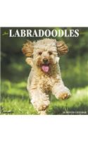 LABRADOODLES 2020 WALL CALENDAR
