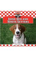 Irish Red and White Setters