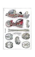 Neurographie Notebook
