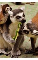 Ring Tailed Lemur Family Journal: Take Notes, Write Down Memories in this 150 Page Lined Journal