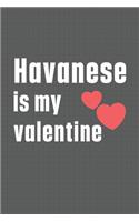 Havanese is my valentine: For Havanese Dog Fans
