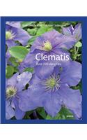Clematis