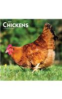 Chickens 2021 Square