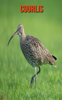 Courlis: Photos Etonnantes & Recueil d'Informations Amusantes Concernant les Courlis pour Enfants