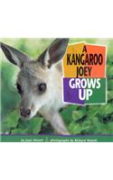 A Kangaroo Joey Grows Up