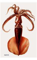 Squid