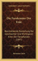 Farnkrauter Der Erde