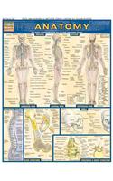 Anatomy