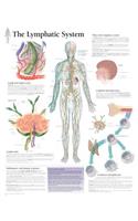 Lymphatic System Chart: Laminated Wall Chart