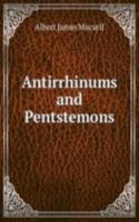 Antirrhinums and Pentstemons