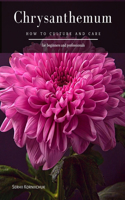Chrysanthemum: How to Culture and Care