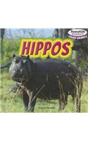 Hippos