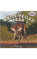 White-Tailed Deer