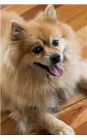 Fluffy Happy Pomeranian Dog Pet Journal