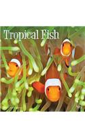 Tropical Fish 2020 Square Foil