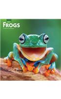 Frogs 2021 Square