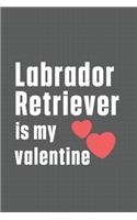 Labrador Retriever is my valentine: For Lagotti Romagnoli Dog Fans