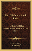 Bird Life In An Arctic Spring