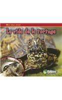 La Vida de la Tortuga